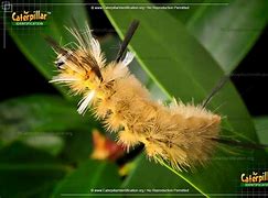 Image result for Tussock Moth Caterpillar Poisonous