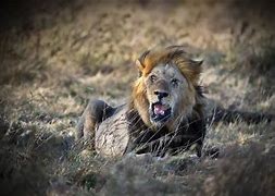 Image result for Crystal Lion