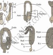 Image result for Dicot Embryo Development