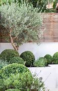 Image result for Olive Tree Landscape Design