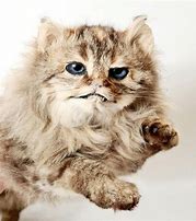 Image result for Taxidermy Cat