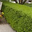 Image result for Japanese Boxwood Bush