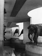 Image result for Whipsnade Zoo Elephants