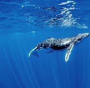 Image result for Whale Water