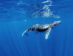 Image result for Whale Water