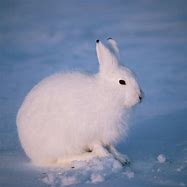 Image result for brown hare baby