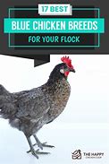 Image result for Blue Chicken Breeds With