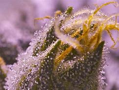 Image result for Kush Marijuana