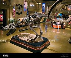 Image result for Night at the Museum 2006