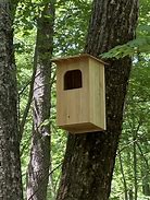 Image result for barred owl nest box camera