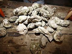 Image result for How to Do a Oyster Roast