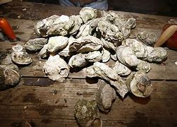 Image result for Oyster Roast