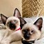 Image result for Silver Point Siamese Cat