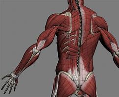 Image result for Muscle Skeleton Model