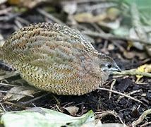 Image result for Brown Quail