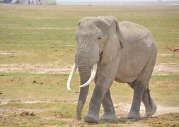 Image result for Night Safari Amboseli