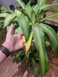 Image result for Dracaena Leaves Gone Pale