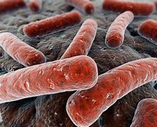 Image result for Mycobacterium in Fish