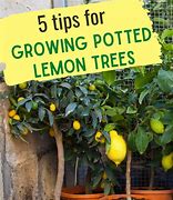 Image result for Patio Lemon Tree