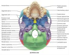 Image result for Skull Inferior View