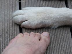 Image result for Foot of Dog