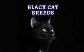 Image result for Black Cat Breeds