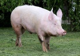 Image result for Swine Side View Pic