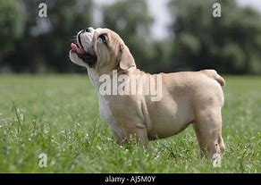 Image result for 12 Week Old English Bulldog Puppy