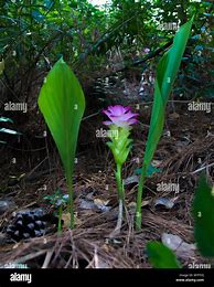 Image result for turmeric plant flower