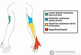 Image result for Radial Nerve in Hand