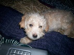 Image result for Poodle Terrier Mix