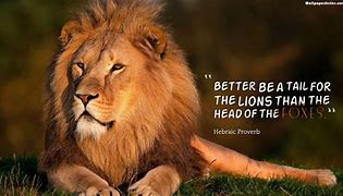 Image result for Motivational Lion Quotes Wallpaper