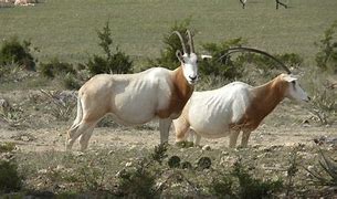 Image result for Scimitar-Horned Oryx Whipsnade