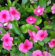 Image result for Vinca Garden