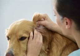 Image result for Infected Dog Ear