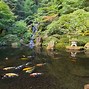 Image result for Carpa Koi