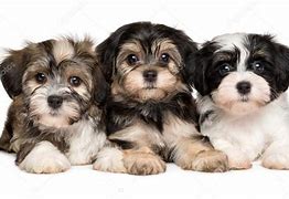 Image result for Cute Havanese Puppies