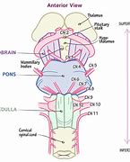 Image result for Cranial Nerves and Brain Stem