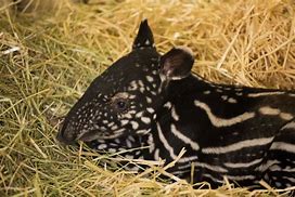 Image result for Malayan Tapir Calf