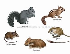 Image result for Rodents List