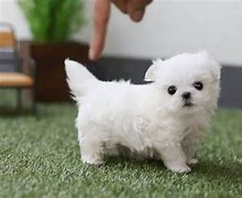 Image result for Black Teacup Maltese