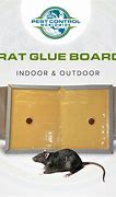 Image result for Glue Rat Trap Aus