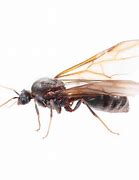 Image result for Flying Ants Species