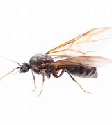 Image result for Flying Ant Looking Creatures