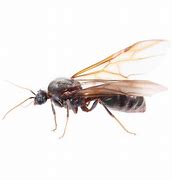 Image result for Large Flying Ant