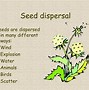 Image result for Seed Dispersal Clip Art