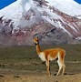 Image result for Llama Shape