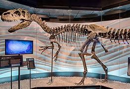 Image result for Giant Skeleton Brazil Museum