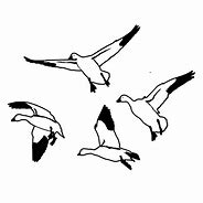 Image result for Snow Goose Decal