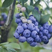 Image result for Organic Blueberry Pesticide